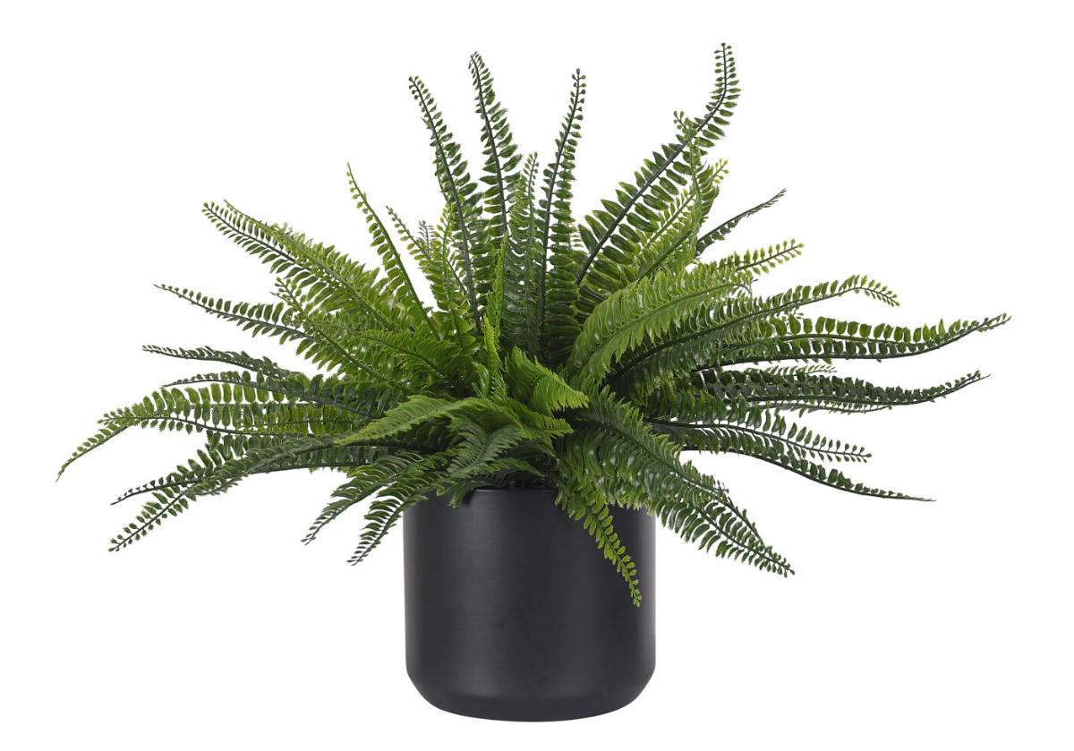BOSTON FERN | 19"