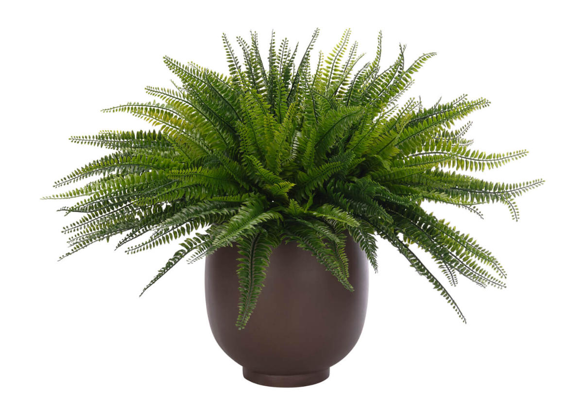 BOSTON FERN | 24"