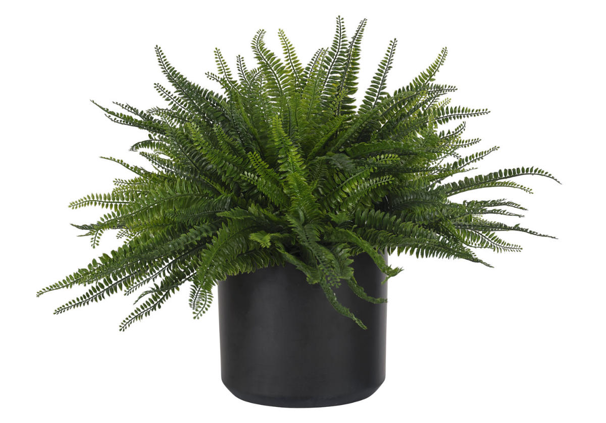 BOSTON FERN | 26"