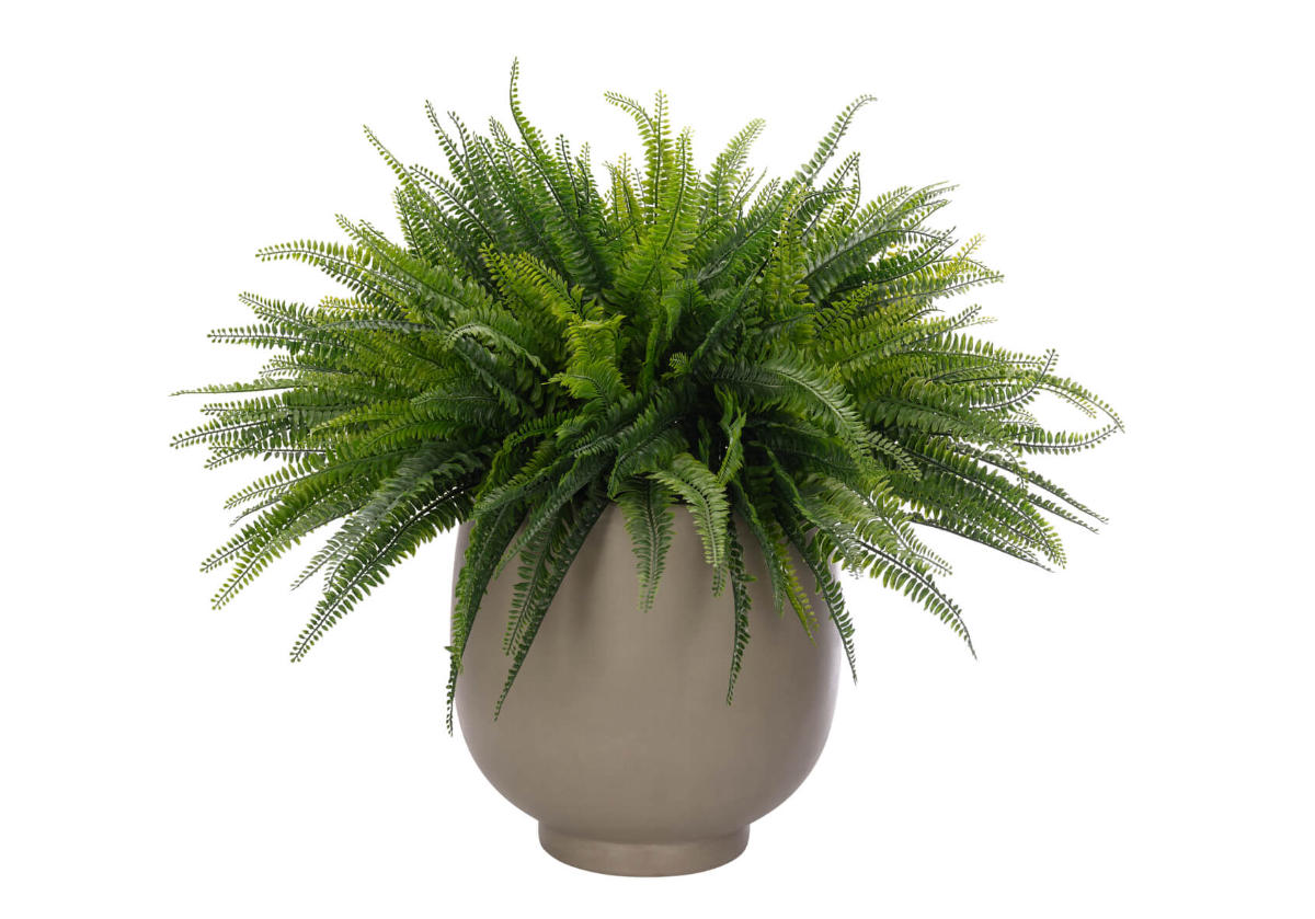 BOSTON FERN | 28"