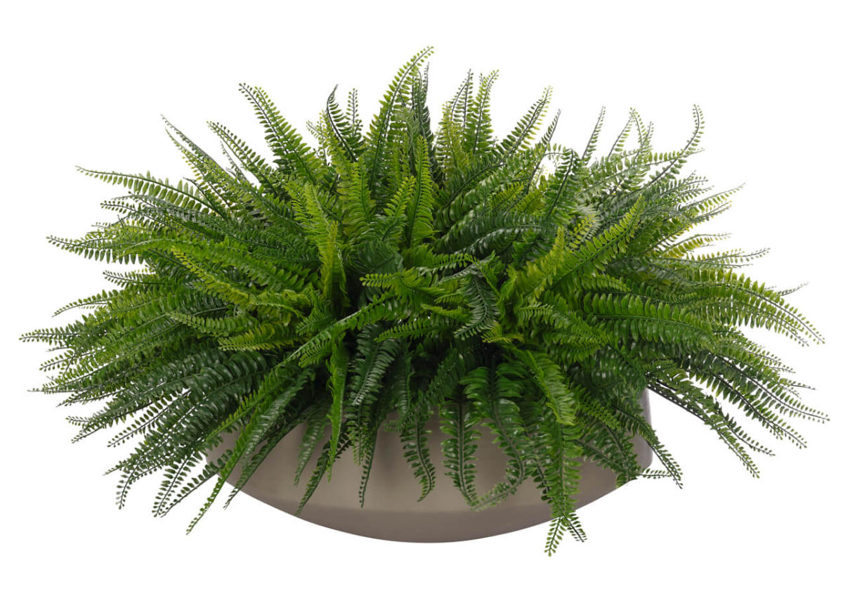 BOSTON FERN | 23"