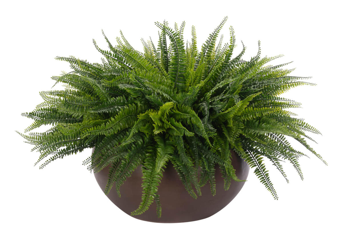 BOSTON FERN | 34"