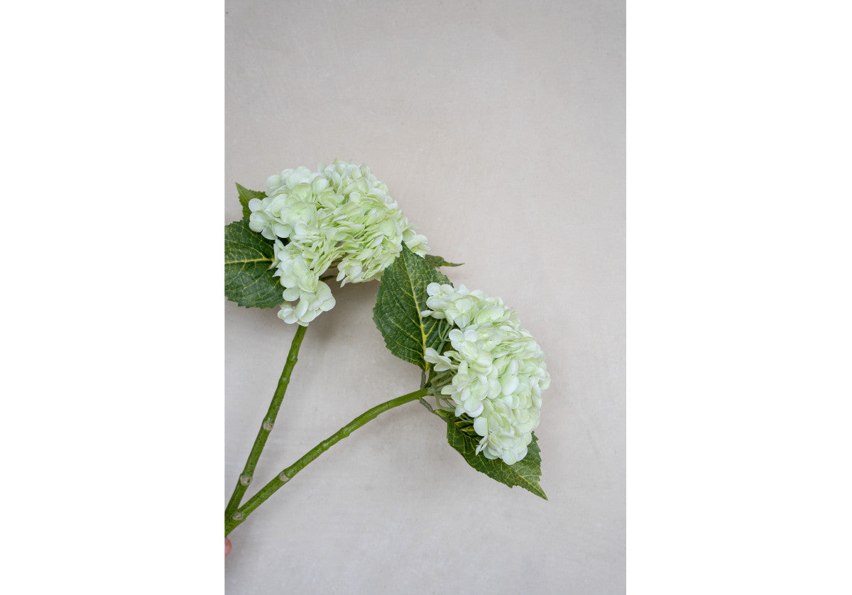 HYDRANGEA STEM | Limelight
