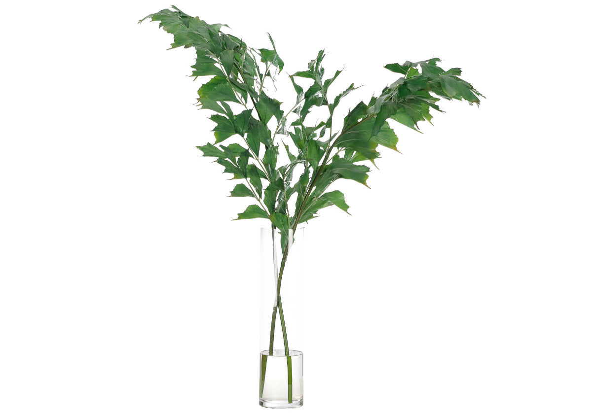 FISHTAIL PALM | 36" H