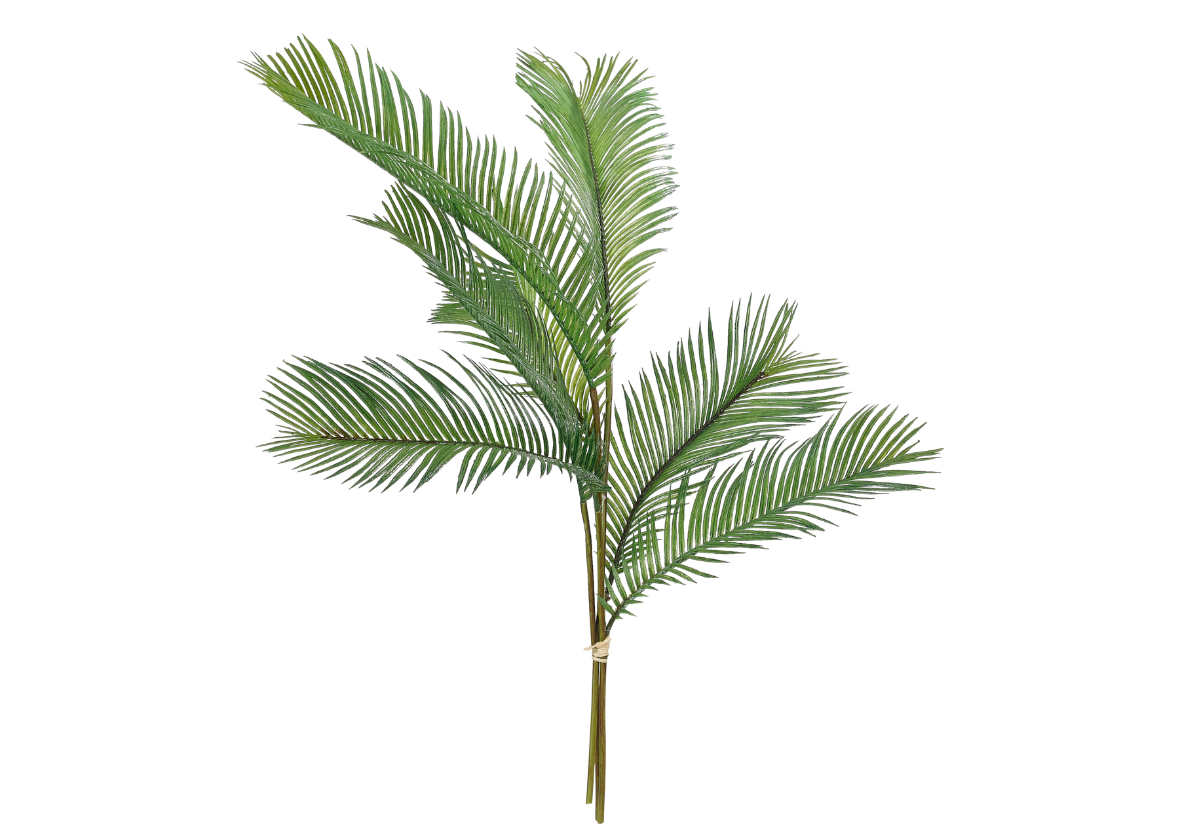 palm fern plant PALM FERN STEMS