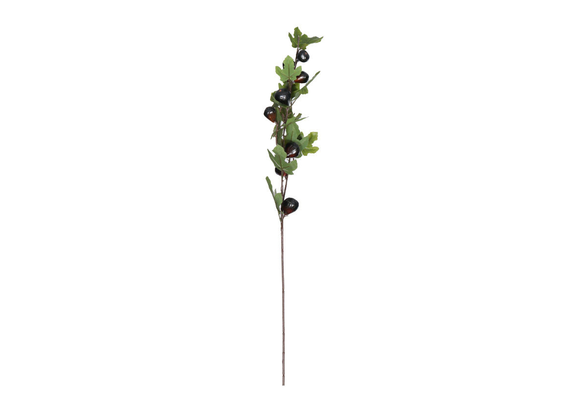 FIG STEM