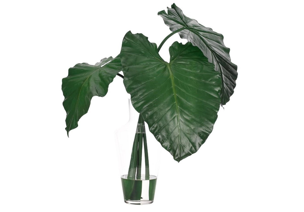 COLOCASIA LEAF IN GLASS VASE