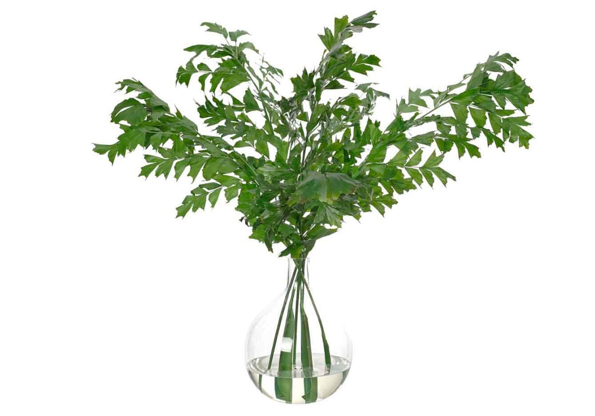 LARGE FISHTAIL PALM