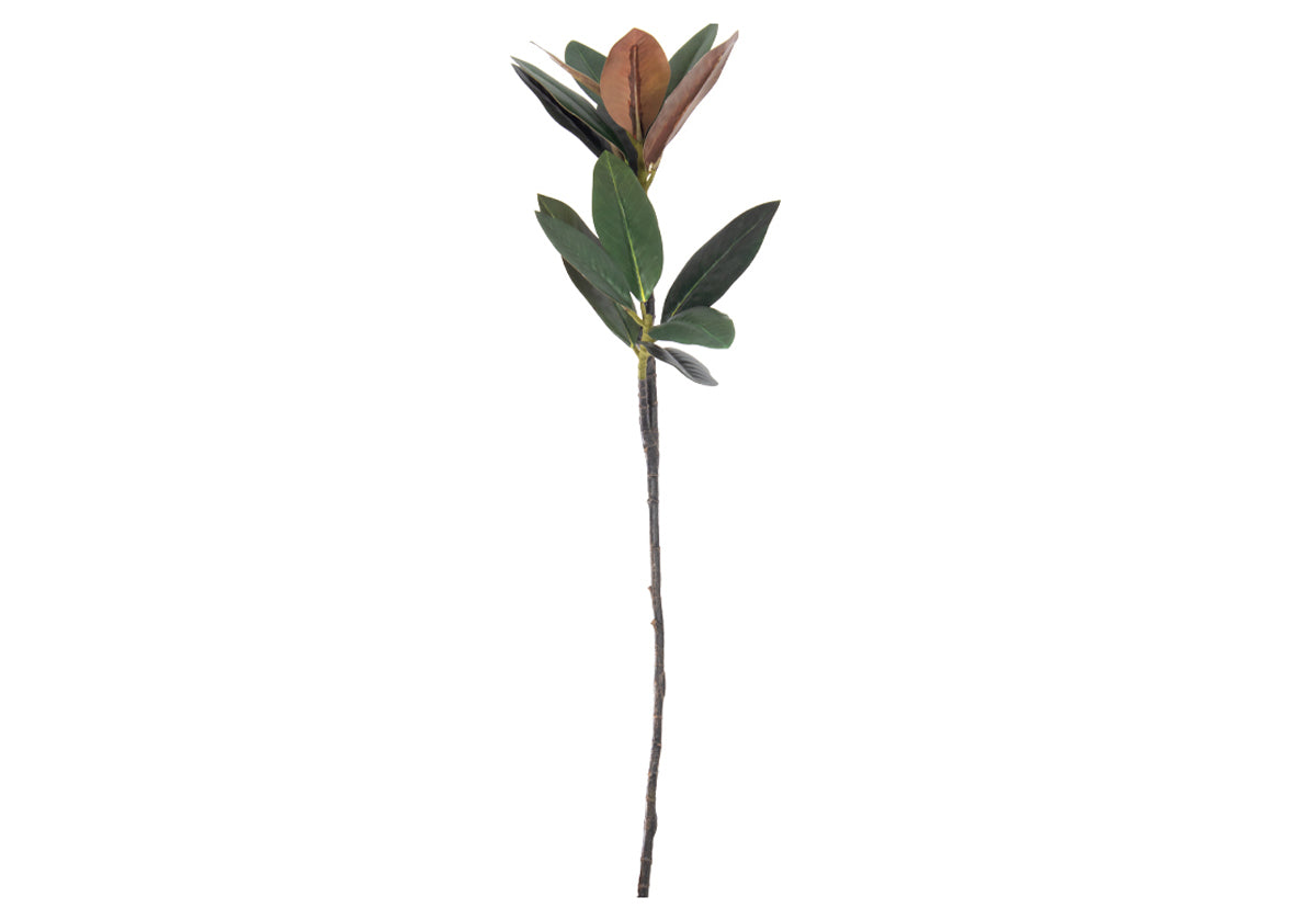 MAGNOLIA BRANCH