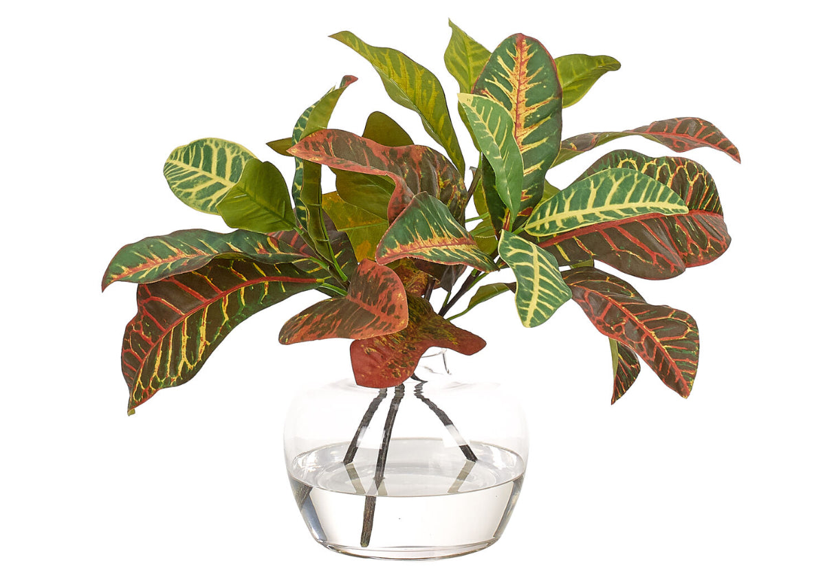 BURGUNDY CROTON