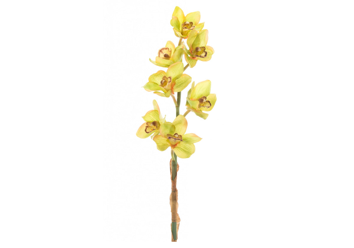 ORCHID CYMBIDIUM STEMS