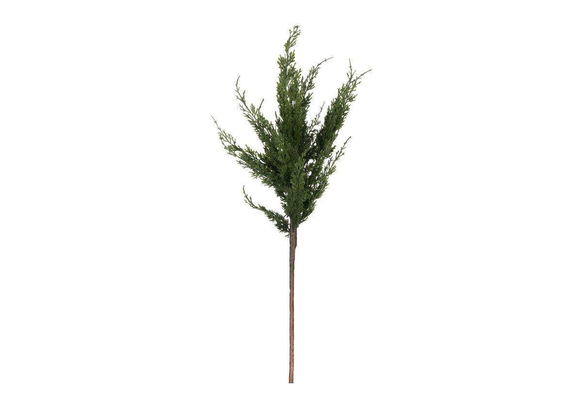 CEDAR STEM