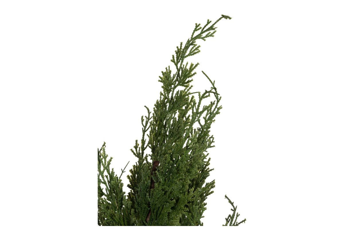 CEDAR STEM