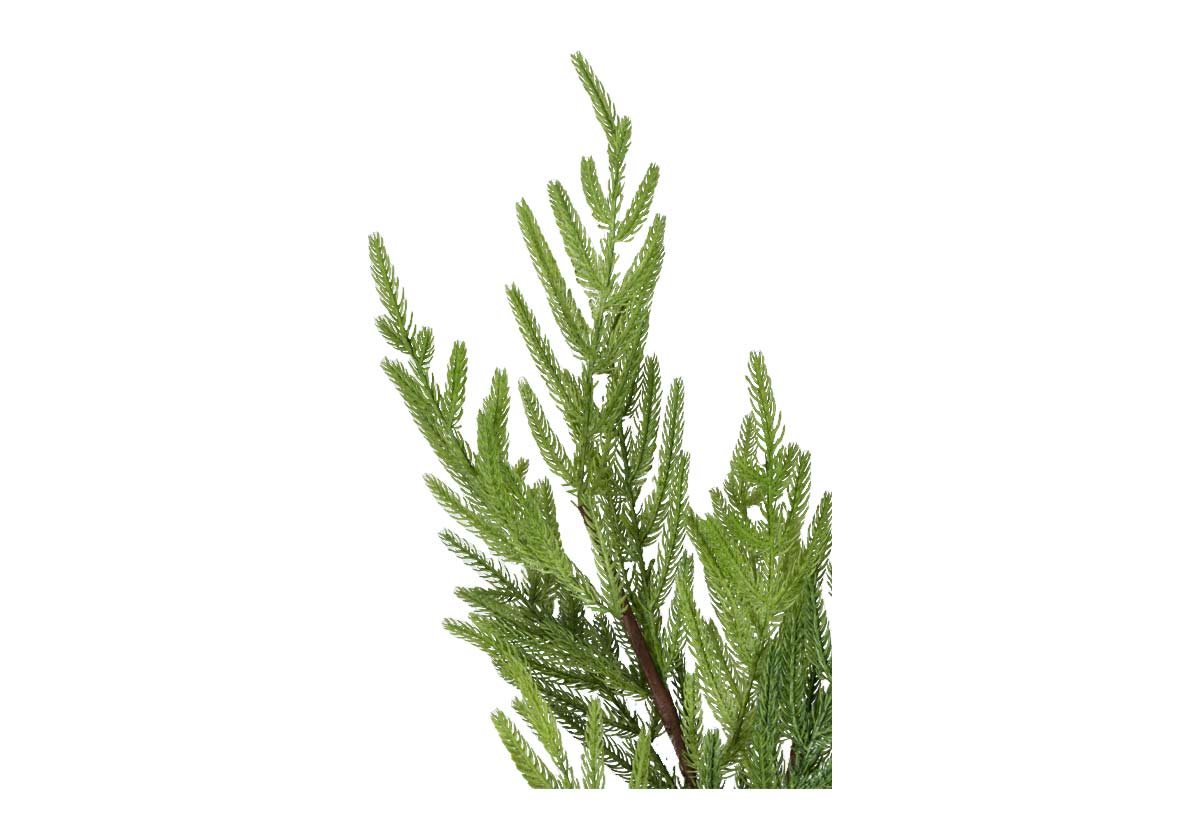 GRADIENT FIR STEM