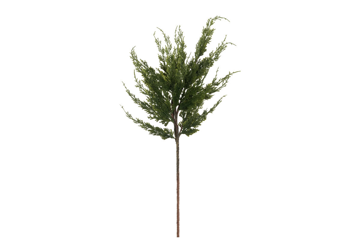 CEDAR STEM