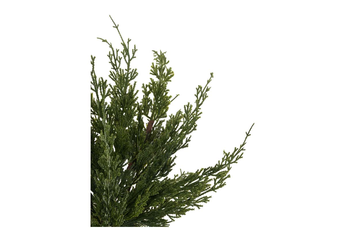 CEDAR STEM