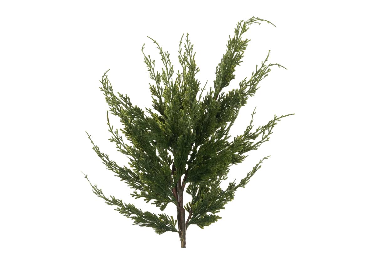 CEDAR STEM