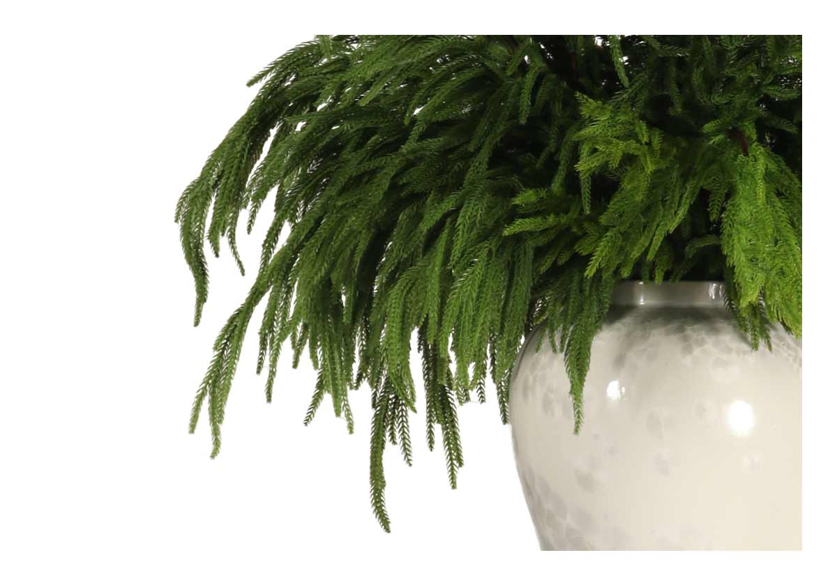 closeup of fir branches in white vase 