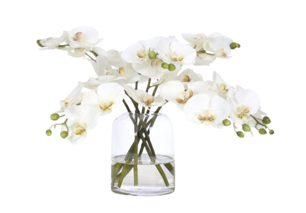 CREAM WHITE ORCHID