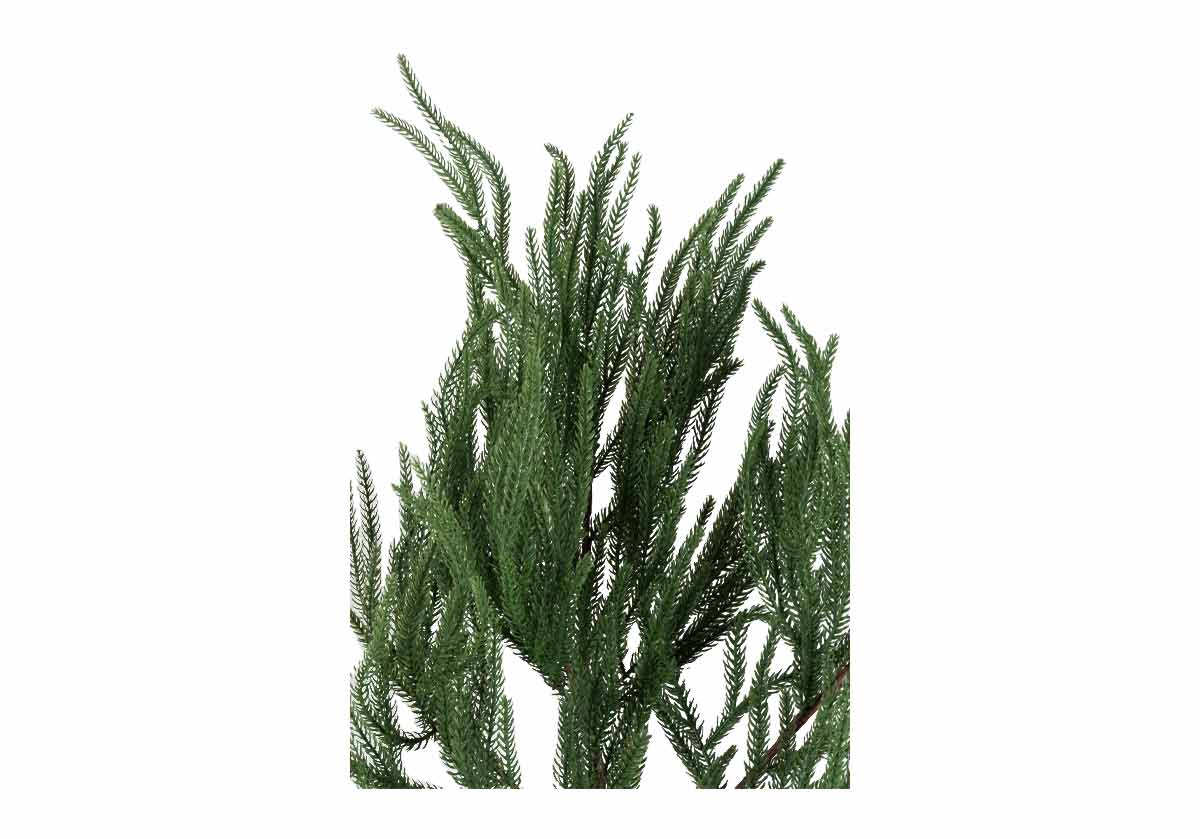 fir-branch-texture, close up. 