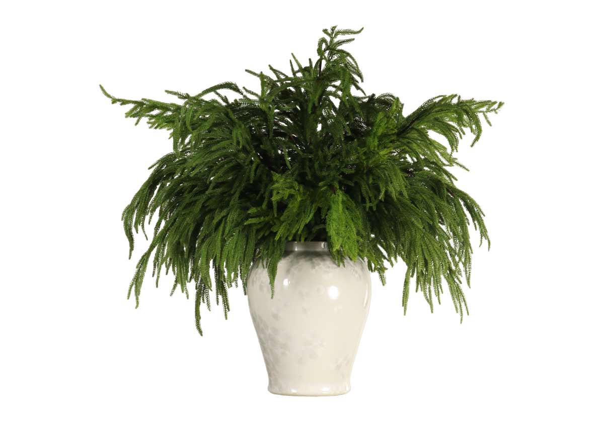 fir branches inside of a white vase 