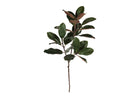 MAGNOLIA BRANCH