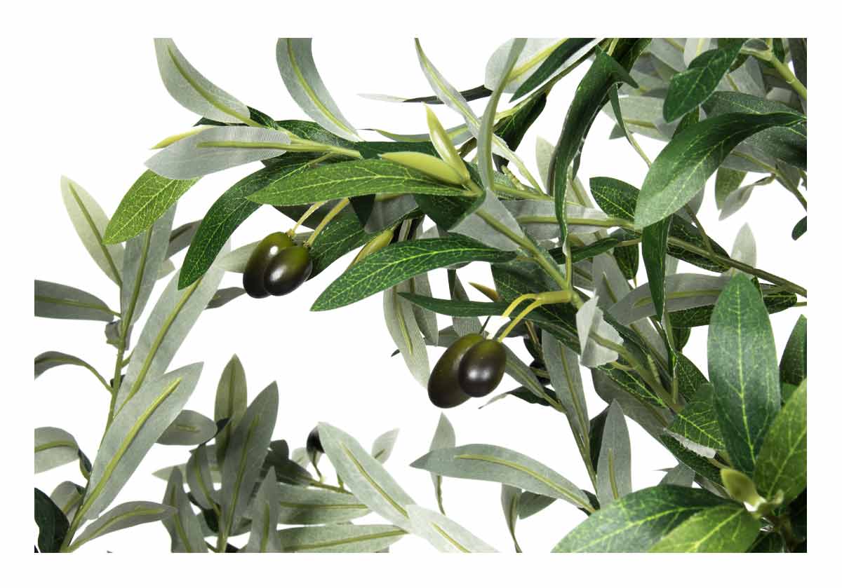 OLIVE TREE