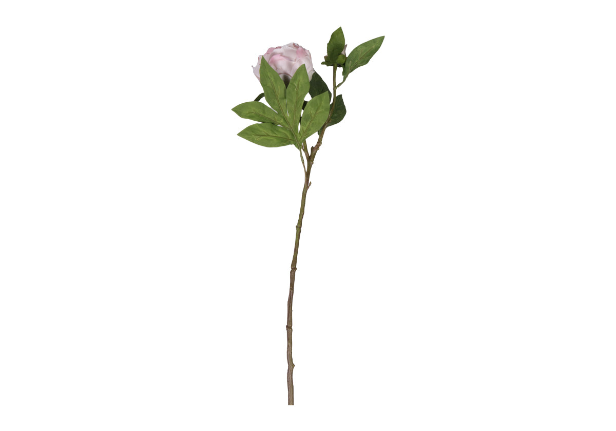 PEONY STEM | White & Pink