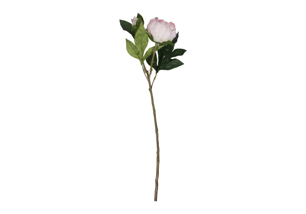 PEONY STEM | White & Pink