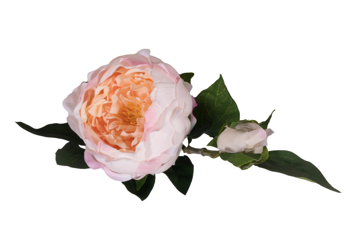 PEONY STEM | White & Pink