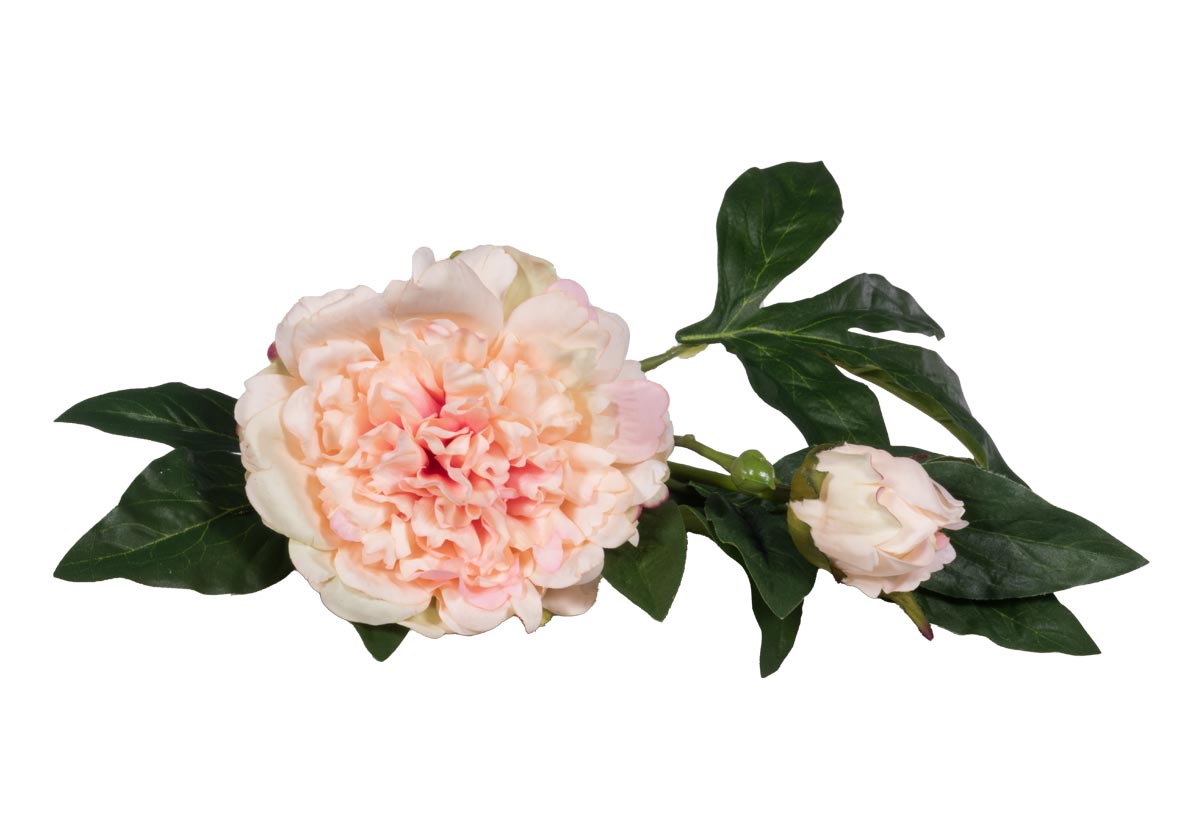 PEONY STEM | Ivory & Pink