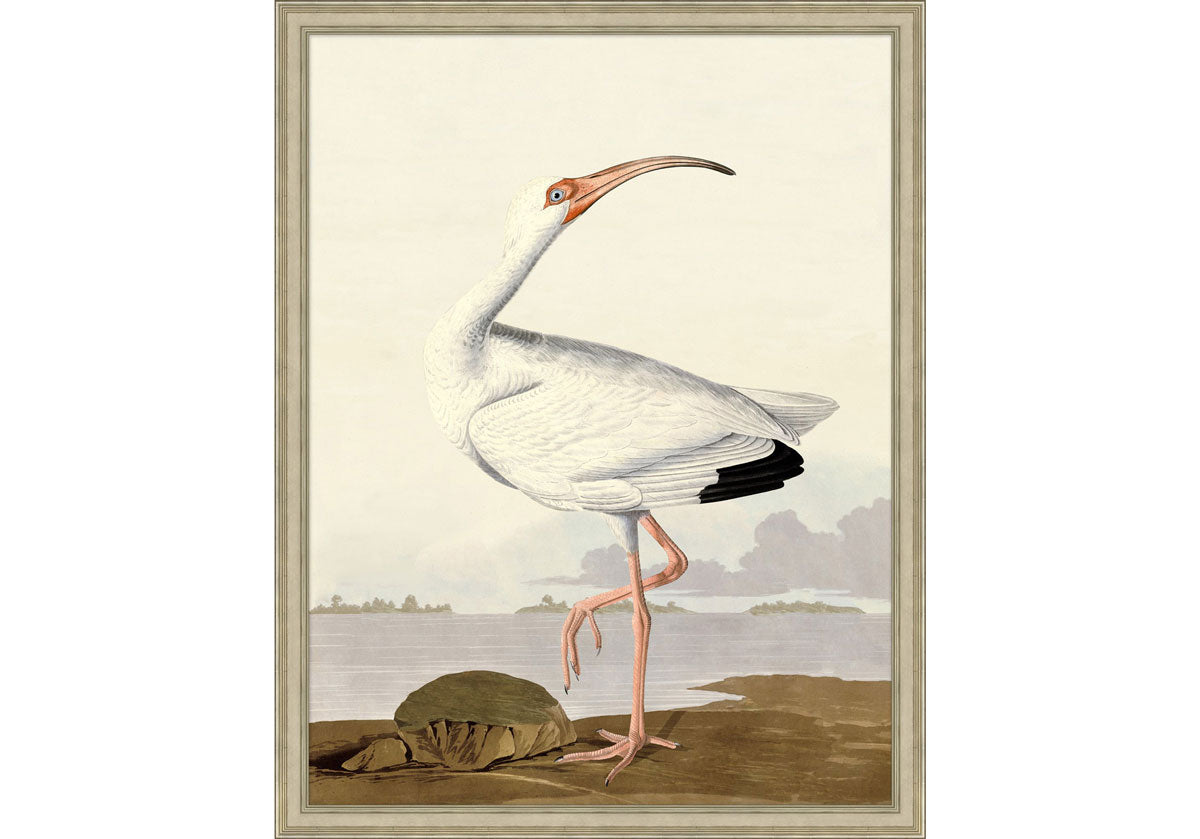 AUDUBON IBIS 1