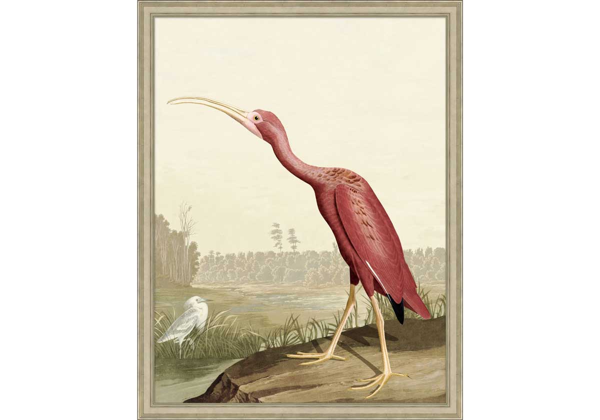 AUDUBON IBIS 2