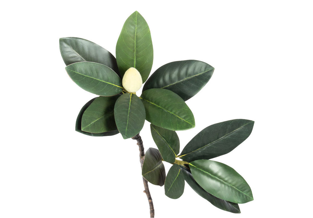 MAGNOLIA BRANCH