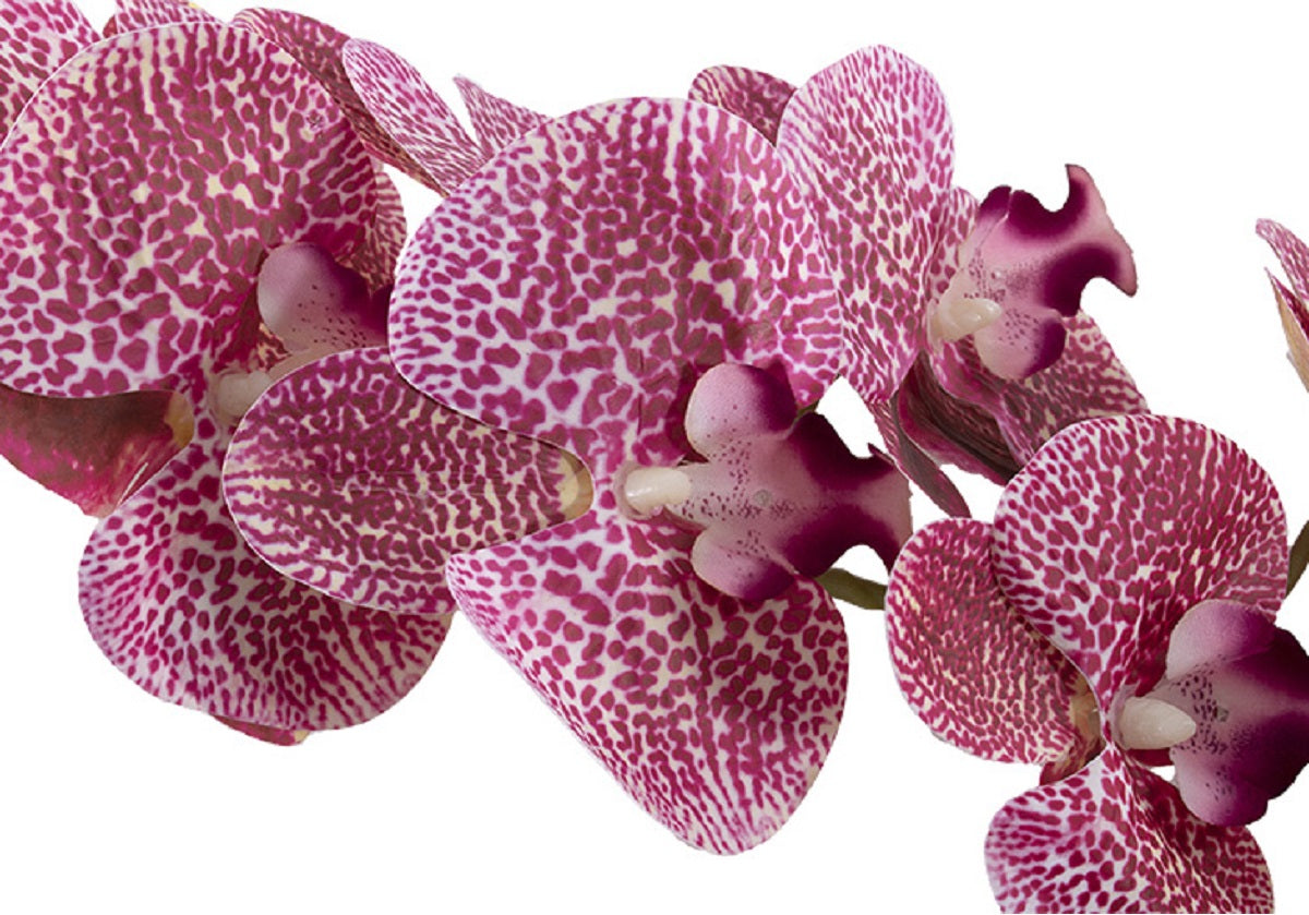 PINK ORCHID STEM