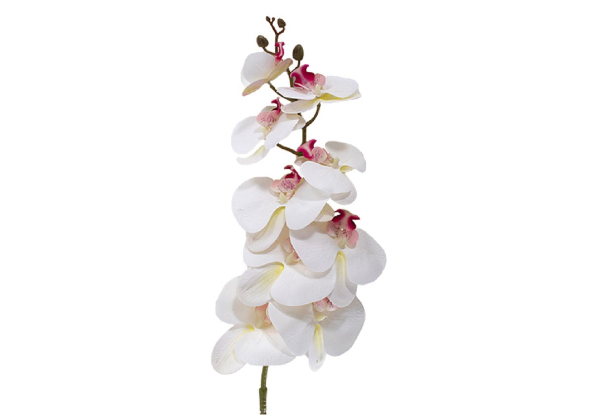 WHITE ORCHID STEM