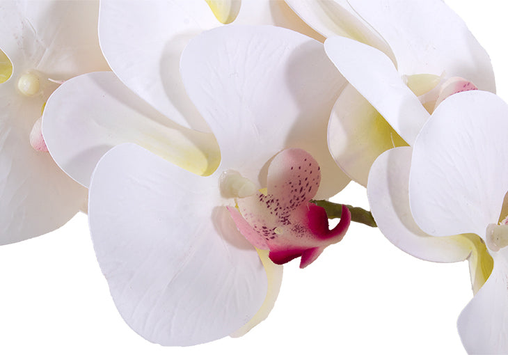 WHITE ORCHID STEM