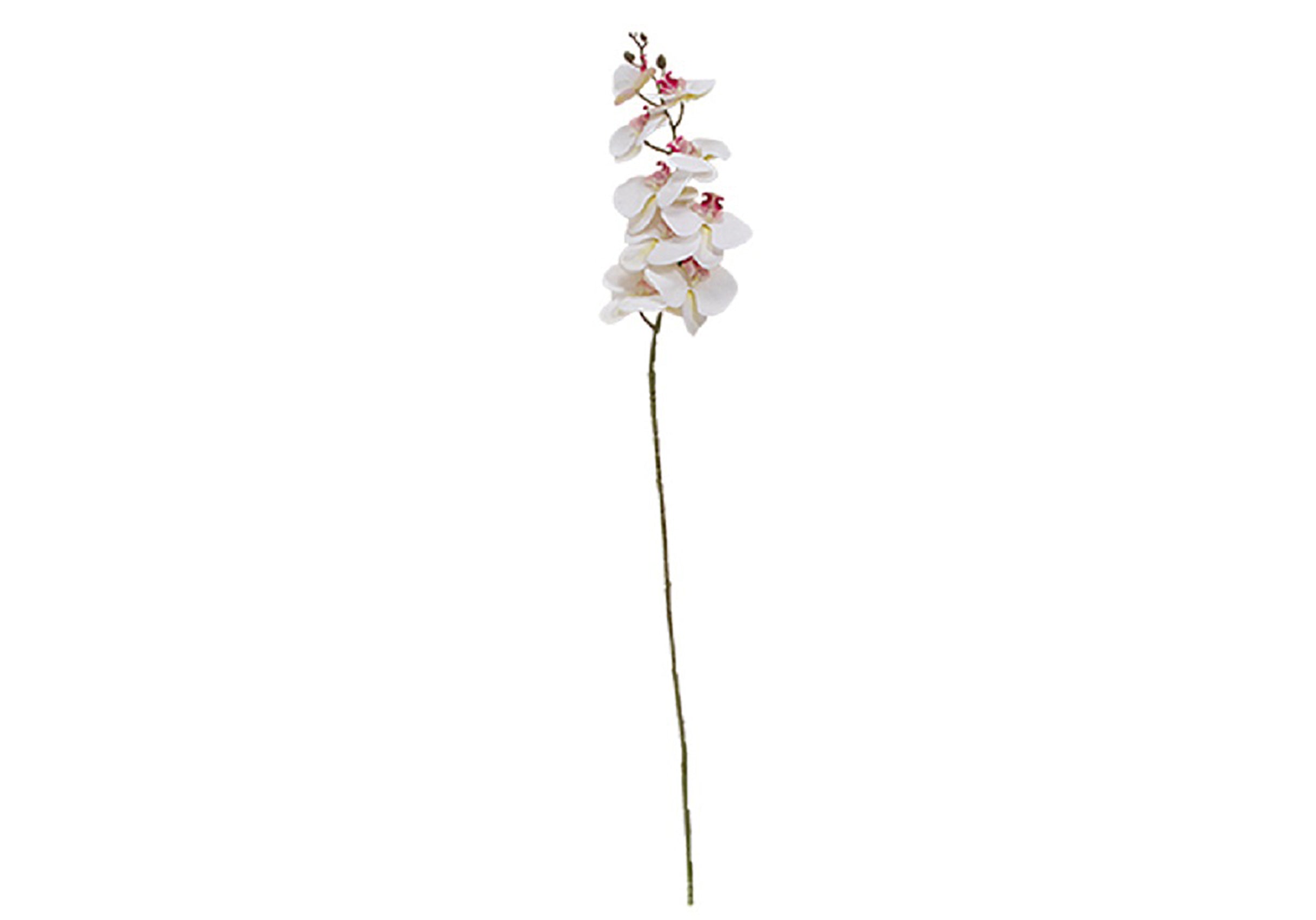 WHITE ORCHID STEM