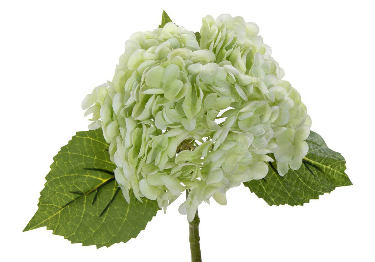 HYDRANGEA STEM | LIMELIGHT