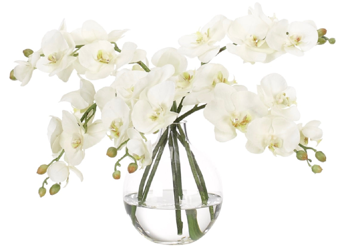 WHITE ORCHIDS